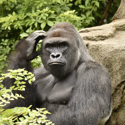 Harambe Legends