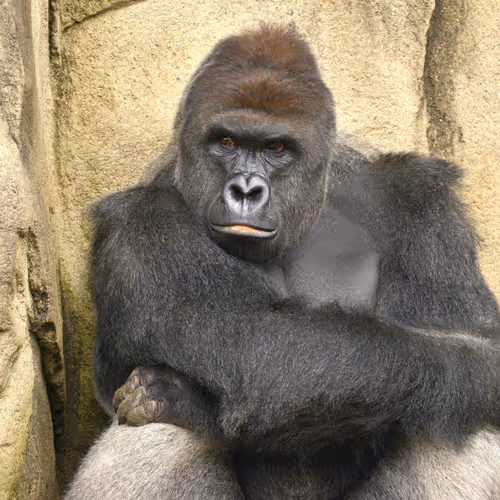 Harambe Legends