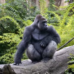 HARAMBE: LEGENDS #296