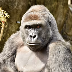 HARAMBE: LEGENDS #24