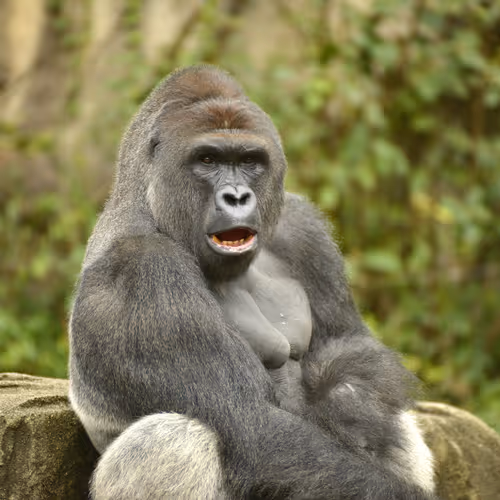 Harambe Legends
