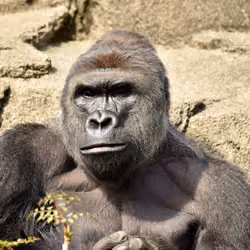 HARAMBE: LEGENDS #380