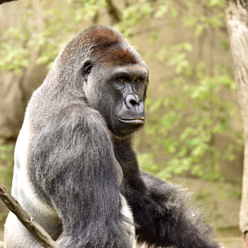 Harambe Legends