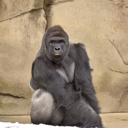 HARAMBE: LEGENDS #563