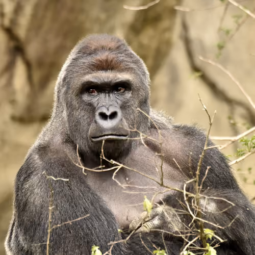 HARAMBE: LEGENDS #439