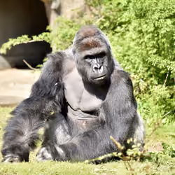 HARAMBE: LEGENDS #202