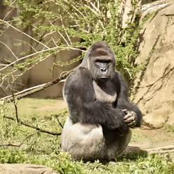 HARAMBE: LEGENDS #179