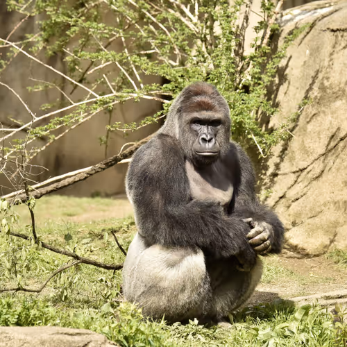 HARAMBE: LEGENDS #179