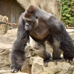 HARAMBE: LEGENDS #215