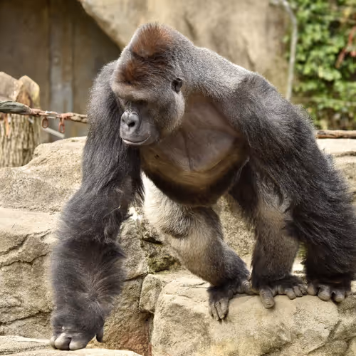 HARAMBE: LEGENDS #215
