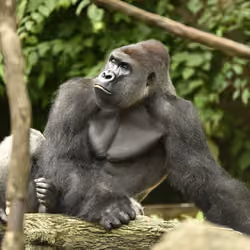 HARAMBE: LEGENDS #120