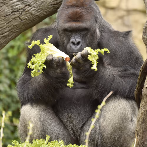 Harambe Legends