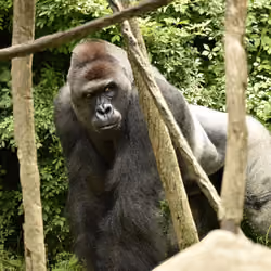 HARAMBE: LEGENDS #124