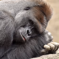 HARAMBE: LEGENDS #770