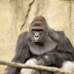 HARAMBE: LEGENDS #136