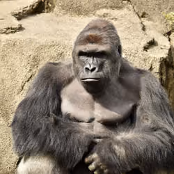 HARAMBE: LEGENDS #312