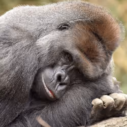 HARAMBE: LEGENDS #385