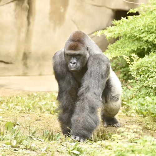 Harambe Legends