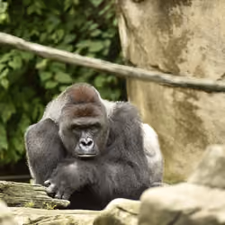 HARAMBE: LEGENDS #201