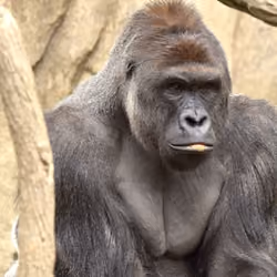 HARAMBE: LEGENDS #703