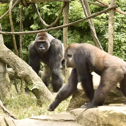 HARAMBE: LEGENDS #684