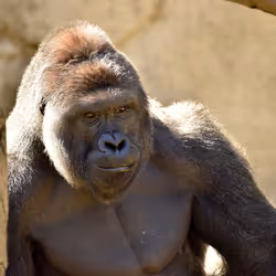 HARAMBE: LEGENDS #274