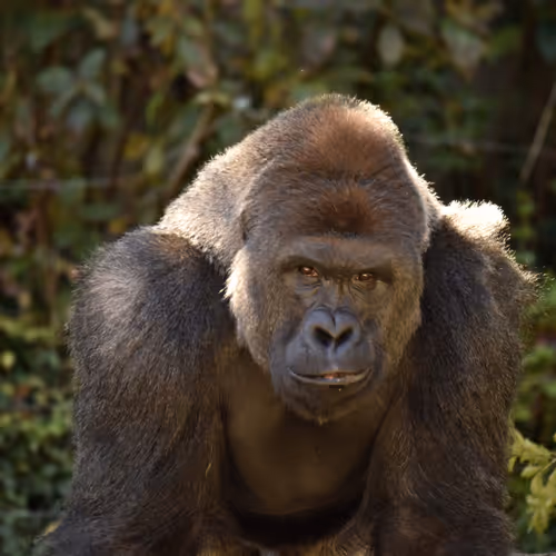 Harambe Legends