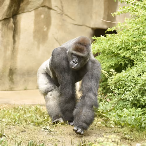 HARAMBE: LEGENDS #423