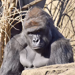 HARAMBE: LEGENDS #37