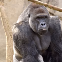 HARAMBE: LEGENDS #157