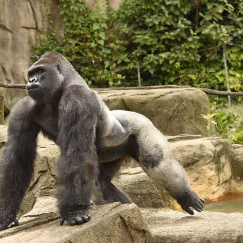 Harambe Legends