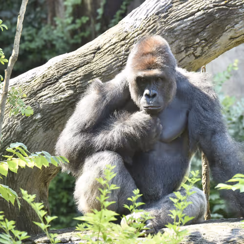 HARAMBE: LEGENDS #560