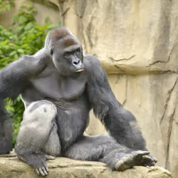 HARAMBE: LEGENDS #123
