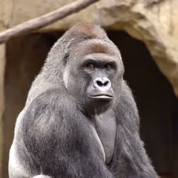 HARAMBE: LEGENDS #597