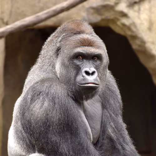 HARAMBE: LEGENDS #597