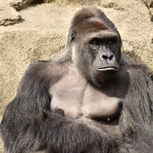 HARAMBE: LEGENDS #420
