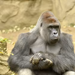 HARAMBE: LEGENDS #541
