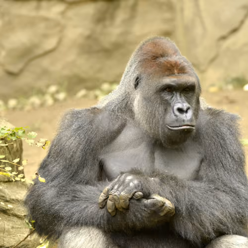 HARAMBE: LEGENDS #541