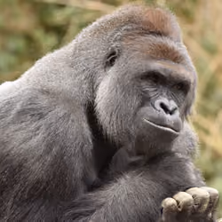 HARAMBE: LEGENDS #181