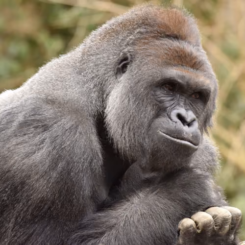 HARAMBE: LEGENDS #181