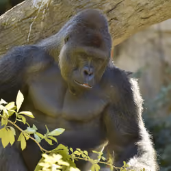 HARAMBE: LEGENDS #587