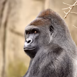 HARAMBE: LEGENDS #232