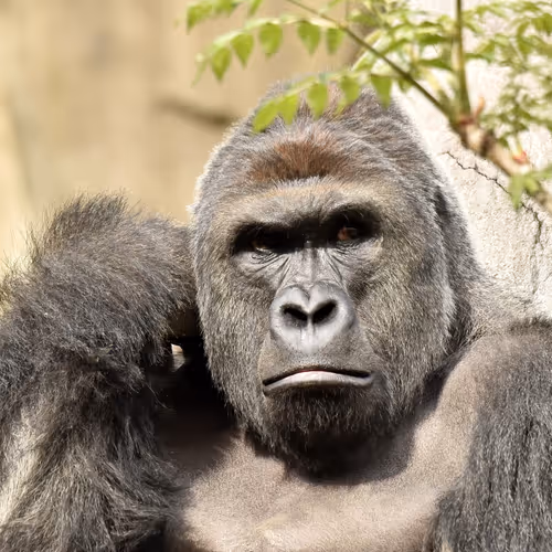 Harambe Legends