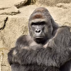 HARAMBE: LEGENDS #611