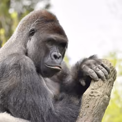 HARAMBE: LEGENDS #478