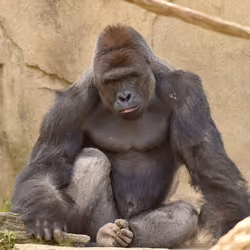 HARAMBE: LEGENDS #154