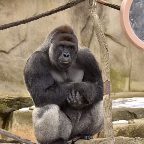 Harambe Legends