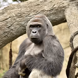 HARAMBE: LEGENDS #613
