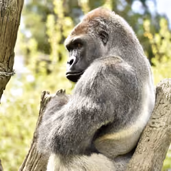 HARAMBE: LEGENDS #765