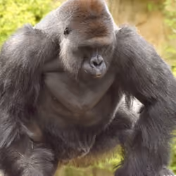 HARAMBE: LEGENDS #285